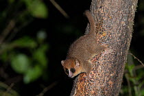 Brown mouse lemur (Microcebus rufus) climbing down a tree trunk at night, Ranomafana National Park, Madagascar.