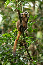 Golden bamboo lemur (Hapalemur aureus) sitting in tree feeding on leaves, Ranomafana National Park, Madagascar.