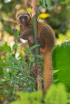 Golden bamboo lemur (Hapalemur aureus) feeding on leaves, Ranomafana National Park, Madagascar.