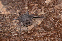 Mauritian tomb bat (Taphozous mauritianus) on a cave wall, W National Park, Sahel, Niger.