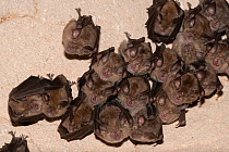 Colony of Mediterranean horseshoe bats (Rhinolophus euryale) roosting in a cave, Trago de Noguera, Catalonia, Spain.