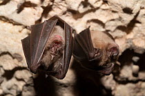 Two Mediterranean horseshoe bats (Rhinolophus euryale) hanging from a cave ceiling, sleeping, Trago de Noguera, Catalonia, Spain.