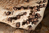 Colony of Mediterranean horseshoe bats (Rhinolophus euryale) roosting in a cave, Trago de Noguera, Catalonia, Spain.