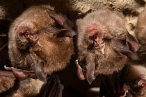 Close up of Two Mediterranean horseshoe bats (Rhinolophus euryale) hanging from a cave ceiling, sleeping, Trago de Noguera, Catalonia, Spain.