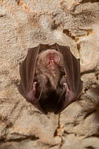 Mediterranean horseshoe bat (Rhinolophus euryale) hanging from a cave ceiling, sleeping, Trago de Noguera, Catalonia, Spain.