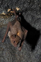 Pallas's long-tongued bat (Glossophaga soricina) hanging from a rock, Pilsen Zoo, Czech Republic. Captive.