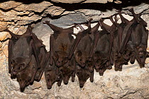 Colony of Pallas's long-tongued bats (Glossophaga soricina) roosting, Pilsen Zoo, Czech Republic. Captive.