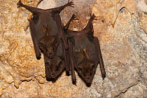 Three Pallas's long-tongued bats (Glossophaga soricina) hanging from a rock wall, Pilsen Zoo, Czech Republic. Captive.