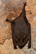 Pallas's long-tongued bat (Glossophaga soricina) hanging from a rock wall, Pilsen Zoo, Czech Republic. Captive.