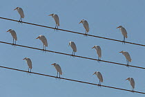 Flock of Cattle egrets (Bubulcus ibis) perched on electricity cables, Dhofar, Oman.
