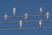 Flock of Cattle egrets (Bubulcus ibis) perched on electricity cables, Dhofar, Oman.