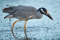 Yellow-crowned night heron (Nyctanassa violacea) foraging in shallow water, St Martin, Caribbean.