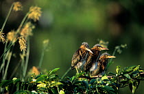 Three Least bittern (Ixobrychus exilis) chicks perched side by side on a branch, Florida, USA.