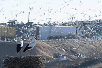 Pair of White storks (Ciconia ciconia) on nest at rubbish dump, with flock in background swooping around piles of rubbish as its emptied from rubbish truck, Madrid, Spain. December.