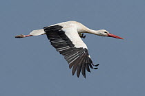 White stork (Ciconia ciconia) in flight, Madrid, Spain. February.