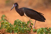 Abdim's stork (Ciconia abdimii) walking over sandy desert ground, Niger, West Africa.
