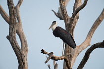 Woolly-necked stork (Ciconia episcopus) perched in tree, Sam Veasna Center for Wildlife Conservation, Preah Vihear, Cambodia.