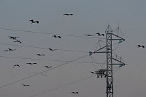 Flock of White stork (Ciconia ciconia) flying past pylon and electricity cables, Seville, Spain. December.