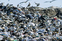 Large flock of White stork (Ciconia ciconia) foraging at rubbish dump, Spain.