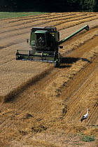 White stork (Ciconia ciconia) standing in wheat field  close to a combine harvester as it harvests the wheat, France.