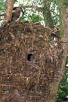 Hammerkop (Scopus umbretta) perched on top of large nest,Senegal. Captive.