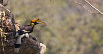 Great hornbill (Buceros bicornis) male inspecting nest and cleaning out old berries, Maharashtra, India, February.