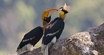 Great hornbill (Buceros bicornis) pair performing courtship feeding ritual, passing berry from beak to beak, then female eats berry, Maharashtra, India, February.