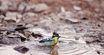 Indian yellow tit (Machlolophus aplonotus) bathing in water to clean feathers, Maharashtra, India, February.