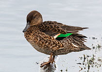 Female Eurasian / Common teal (Anas crecca) standing on a submerged log, River Coquet estuary, Northumberland, UK. September.