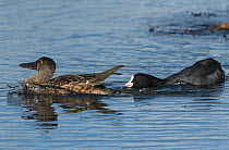 Common coot (Fulica atra) pecking at a Northern shoveler (Spatula clypeata) to drive it away, Leighton Moss Nature Reserve, Lancashire, UK. September.