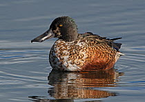 Male Northern shoveler (Spatula clypeata) in moult, resting on a submerged post,Leighton Moss Nature Reserve, Lancashire, UK. September.