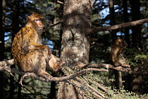 Two Barbary macaques (Macaca sylvanus) sitting in the shade in a tree, Morocco.