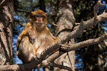 Barbary macaque (Macaca sylvanus) sitting on a branch looking down, Morocco.