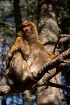 Barbary macaque (Macaca sylvanus) sitting on a branch looking down, Morocco.
