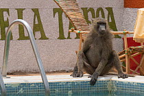 Guinea baboon (Papio papio) sitting at the edge of a swimming pool, Sahel, Niger.