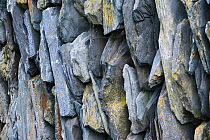 Close up of slate coastal wall, Rock, Cornwall, UK. September, 2021.