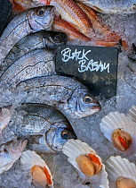 Black bream (Acanthopagrus butcheri) in fishmongers display, Padstow, Cornwall, UK. 2021.