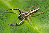 Male Hentzia jumping spider (Hentzia grenada) on a leaf, Florida,USA. Controlled conditions.