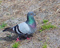 Pigeon / Rock dove (Columba livia) walking on the ground, Florida,USA.