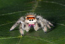 Cardinal jumper (Phidippus cardinalis) spider on a leaf, Florida, USA. Controlled conditions.