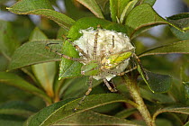 Female Green lynx spider (Peucetia viridans) on egg case, Florida, USA.