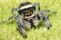 An usual variant of a female Regal jumping spider (Phidippus regius) close up, North Florida, USA. Controlled conditions.