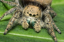 Female Jumping spider (Phidippus tyrannus) yellow colour phase, close up, Arizona, USA. Controlled conditions.