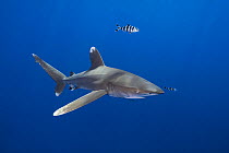 Oceanic whitetip shark (Carcharhinus longimanus) accompanied by Pilot fish (Naucrates ductor), and small Remora (Remora sp.) fish, Big Island, Hawaii, Pacific Ocean.