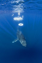 Female Humpback whale (Megaptera novaeangliae), juvenile, blowing bubble rings towards the surface, Hawaii, Pacific Ocean.