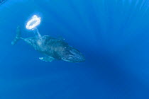 Female Humpback whale (Megaptera novaeangliae) juvenile, releasing a bubble ring, Hawaii, Pacific Ocean.
