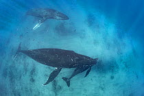 Humpback whale (Megaptera novaeangliae) female and calf being escorted by male, with Mackerel scad (Decapterus macarellus) swimming around them, Kohala, Hawaii, Pacific Ocean.