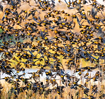Yellow-headed blackbird (Xanthocephalus xanthocephalus) flock flying over reed beds, Whitewater Draw Wildlife Preserve, Arizona, USA.