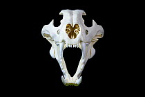 Skull of Bengal tiger (Panthera tigris tigris) from India.  Life size resin replica. Photographed with multiple flash set up.
