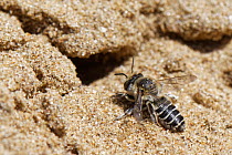 Female Silvery leafcutter bee (Megachile leachella) female approaching its nest burrow in coastal sand dunes, Kenfig National Nature Reserve, Glamorgan, Wales, UK, June.